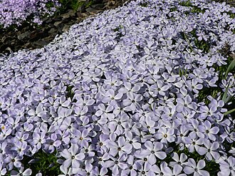 Spreading Phlox (Phlox diffusa)