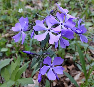 Woodland Phlox (Phlox divaricata)