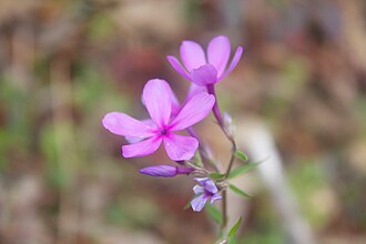 Florida Phlox (Phlox floridana)