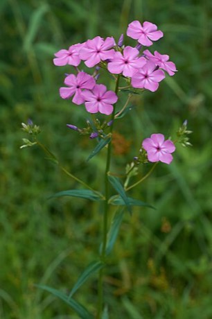 Smooth Phlox (Phlox glaberrima)