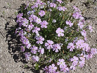 Longleaf Phlox (Phlox longifolia)