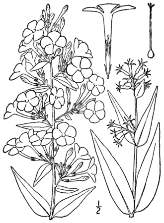 Spotted Phlox (Phlox maculata)