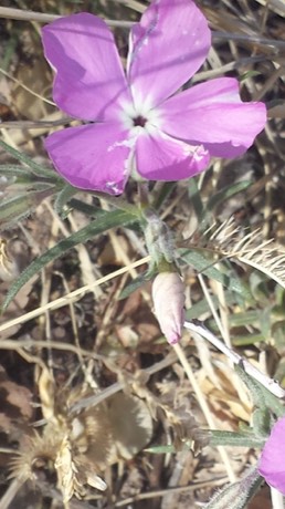Santa Fe Phlox (Phlox nana)