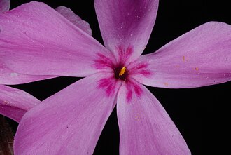 Trailing Phlox (Phlox nivalis)
