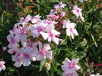 Summer Phlox (Phlox paniculata)