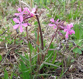 Downy Phlox (Phlox pilosa)