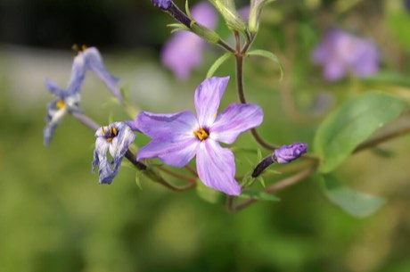 Creeping Phlox (Phlox stolonifera)