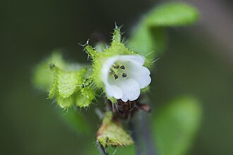 White Fiestaflower (Pholistoma racemosum)