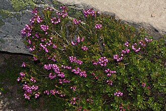 Pink Mountain Heather (Phyllodoce empetriformis)