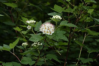 Pacific Ninebark (Physocarpus capitatus)
