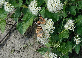 Mallow Ninebark (Physocarpus malvaceus)