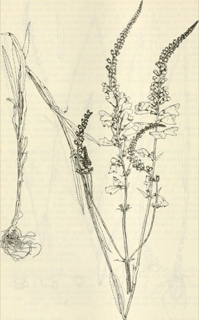 Narrowleaf Obedient Plant (Physostegia angustifolia)
