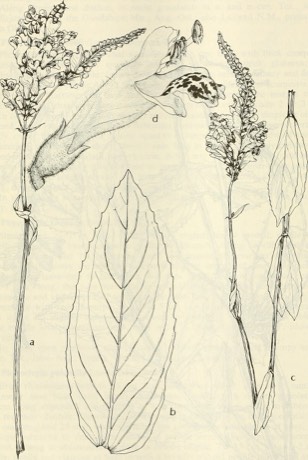 Finger Obedient Plant (Physostegia digitalis)
