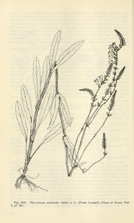 Beautiful False Dragonhead (Physostegia pulchella)