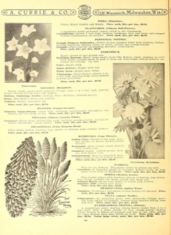 Eastern False Dragonhead (Physostegia purpurea)