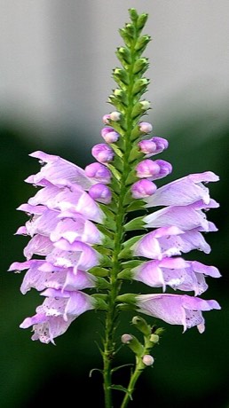 Obedient Plant (Physostegia virginiana)