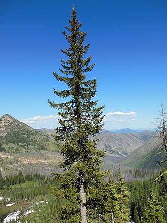 Engelmann Spruce (Picea engelmannii)