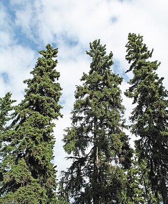 White Spruce (Picea glauca)
