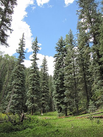 Colorado Blue Spruce (Picea pungens)