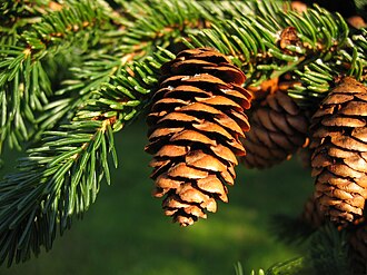 Red Spruce (Picea rubens)
