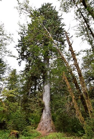 Sitka Spruce (Picea sitchensis)