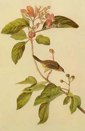 Fevertree (Pinckneya bracteata)