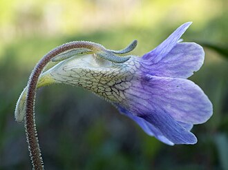 Blue Flower Butterwort (Pinguicula caerulea)