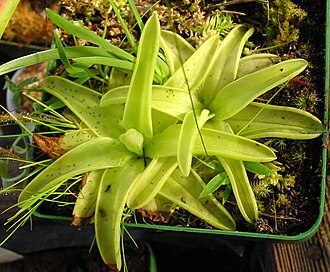 Yellow Butterwort (Pinguicula lutea)