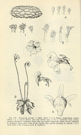 Small Butterwort (Pinguicula pumila)
