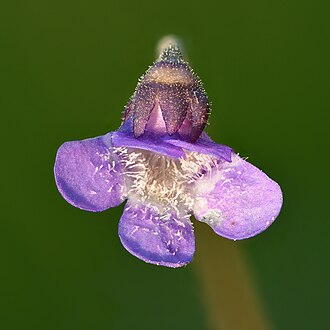 Common Butterwort (Pinguicula vulgaris)