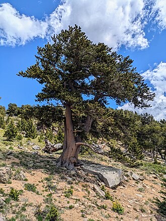 Rocky Mountain Bristlecone Pine (Pinus aristata)