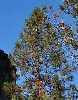 Knobcone Pine (Pinus attenuata)