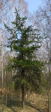 Jack Pine (Pinus banksiana)