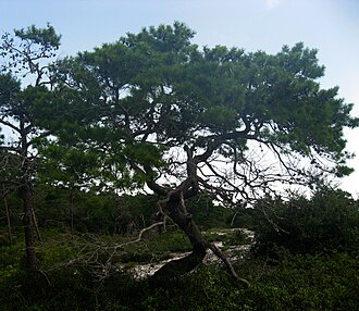 Sand Pine (Pinus clausa)