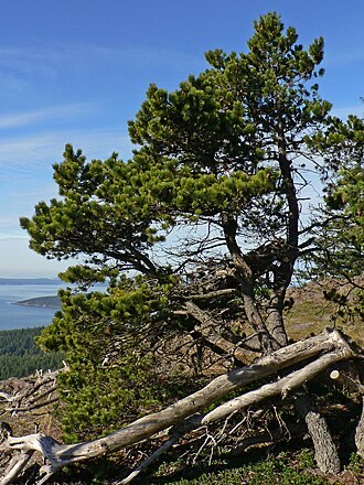 Lodgepole Pine (Pinus contorta)