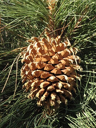 Coulter Pine (Pinus coulteri)
