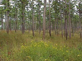 Shortleaf Pine (Pinus echinata)