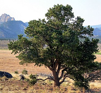Pinyon Pine (Pinus edulis)