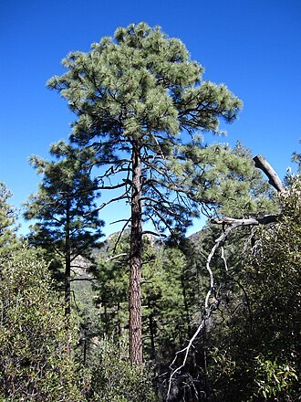 Apache Pine (Pinus engelmannii)