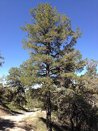 Limber Pine (Pinus flexilis)