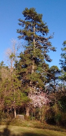 Spruce Pine (Pinus glabra)