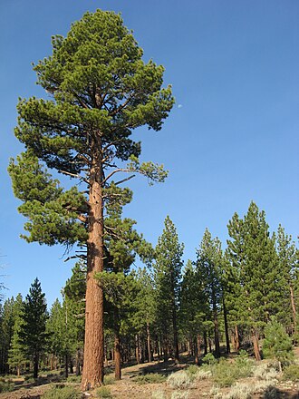Jeffrey Pine (Pinus jeffreyi)