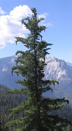 Sugar Pine (Pinus lambertiana)