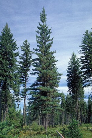 Western White Pine (Pinus monticola)