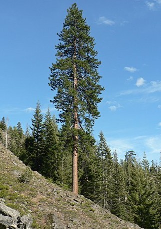 Ponderosa Pine (Pinus ponderosa)
