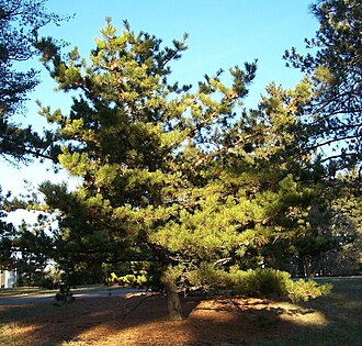 Table Mountain Pine (Pinus pungens)