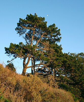 Monterey Pine (Pinus radiata)