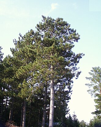 Red Pine (Pinus resinosa)