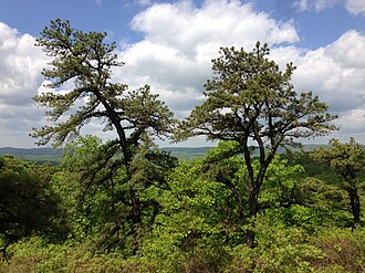 Pitch Pine (Pinus rigida)