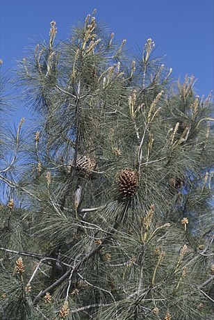 Ghost Pine (Pinus sabiniana)